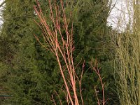 Park Acer pensylv Erythrocladum 2015 02 07 3161
